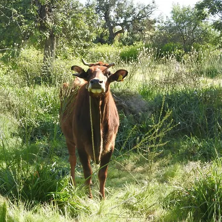 Hill View Aparthotel Pissouri