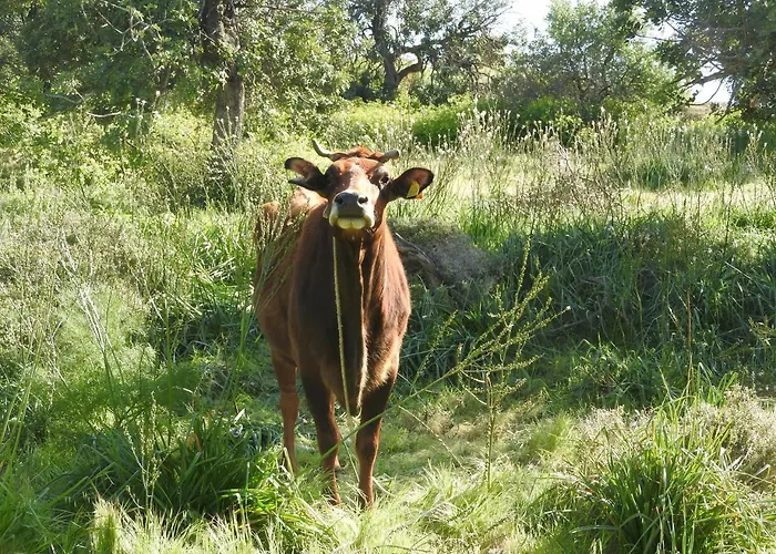 Hill View Ξενοδοχείο με διαμερίσματα Πισσούρι